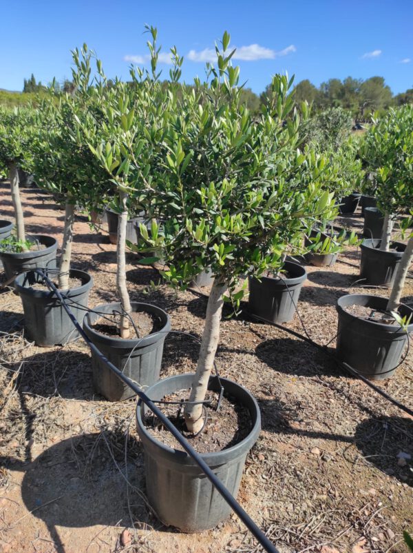 ONB14 Olea Europaea 1/4 trunk de 14/16 Ø