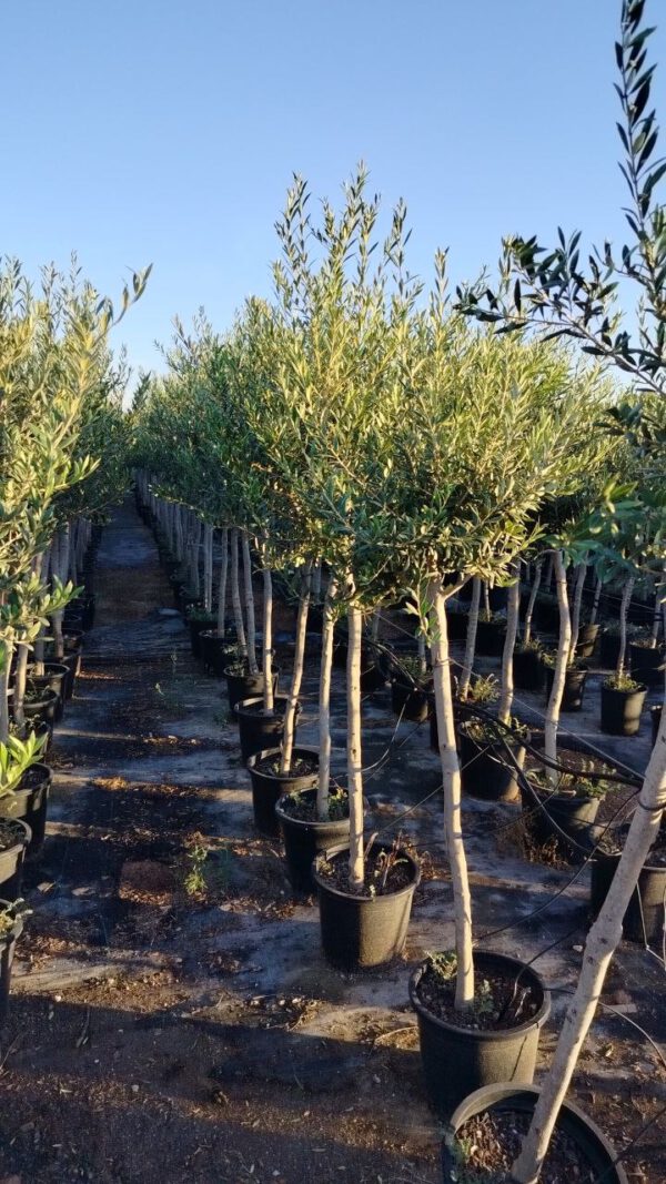 ONC10 Olea Europaea Natural shape de 10/12 Ø