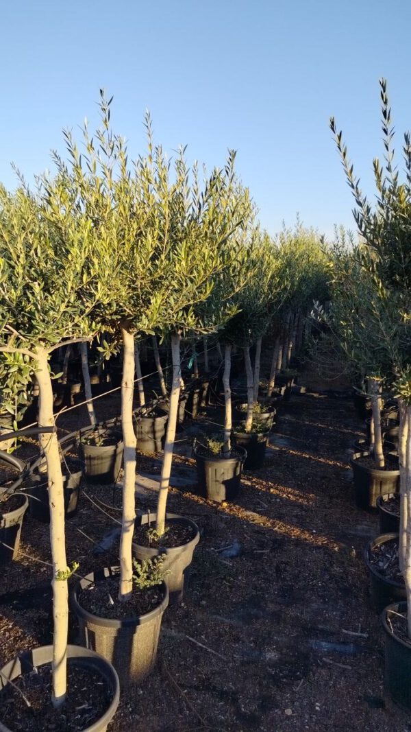 ONC12 Olea Europaea Natural shape de 12/14 Ø