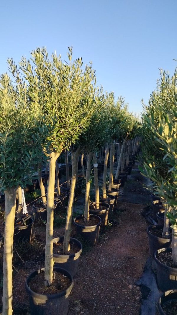 ONC16 Olea Europaea Natural shape de 16/18 Ø