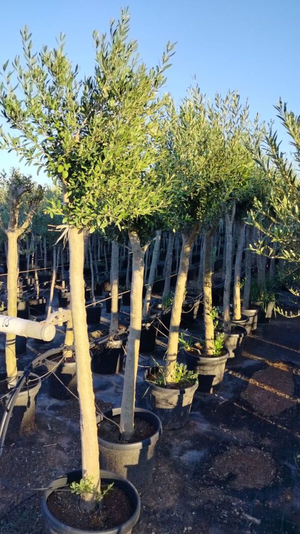 ONC18 Olea Europaea Natural shape de 18/20 Ø