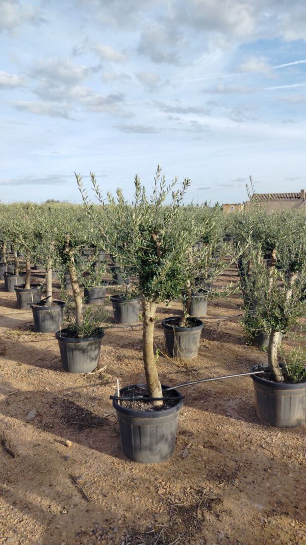 ONC18P Olea Europaea Intensive de 18/20 Ø