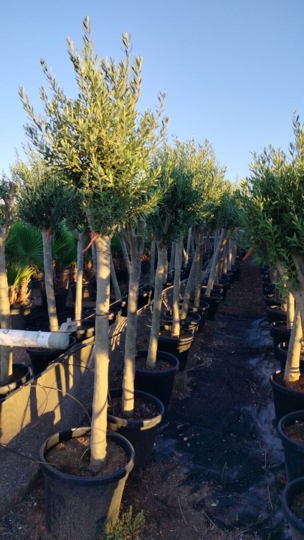 ONC20 Olea Europaea Natural shape de 20/25 Ø