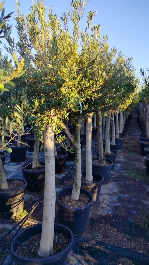 ONC25 Olea Europaea Natural shape de 25/30 Ø