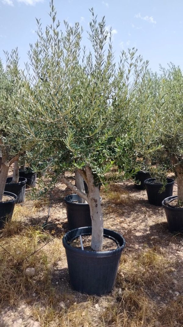 ONC30 Olea Europaea Natural shape de 30/40 Ø