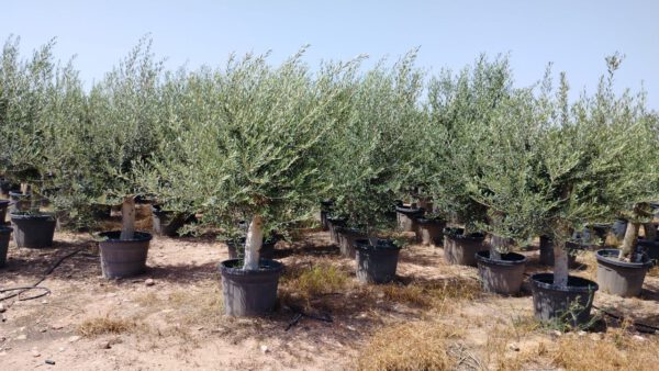 ONC30P Olea Europaea Intensive de 30/40 Ø