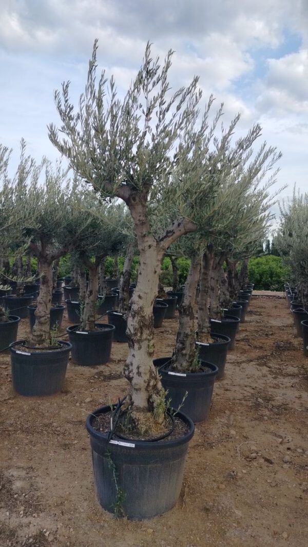 ONC40 Olea Europaea Natural shape de 40/50 Ø