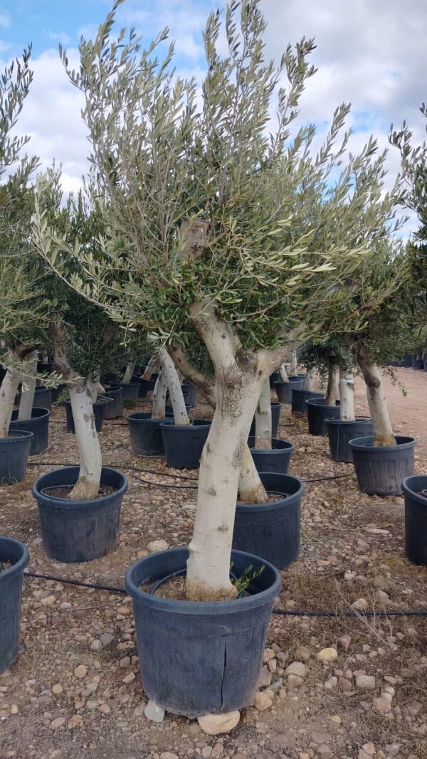 ONC40J Olea Europaea Tronco joven de 40/50 Ø