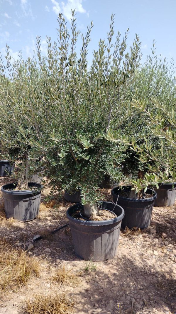 ONC40P Olea Europaea Intensive de 40/50 Ø