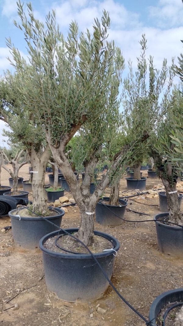 ONC50 Olea Europaea Natural shape de 50/60 Ø