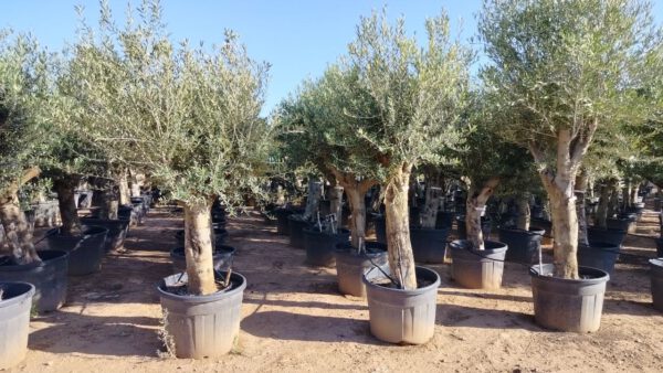 ONC50J Olea Europaea Tronco joven de 50/60 Ø