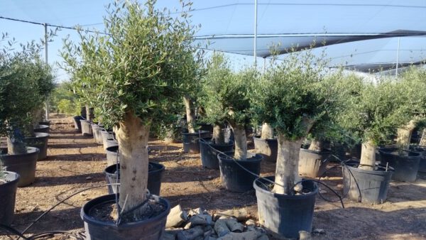 ONC60P Olea Europaea Intensive de 60/80 Ø