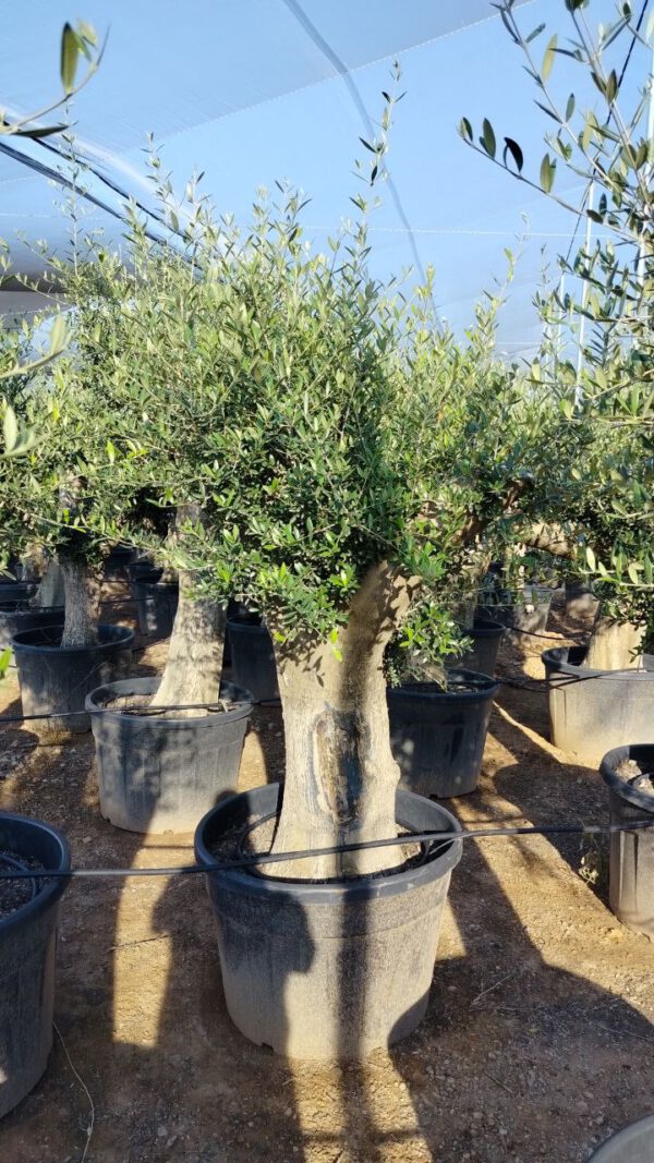 ONC80P Olea Europaea Intensive de 80/100 Ø