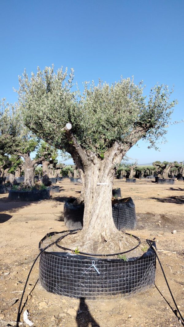 ONR03 Olea Europaea Natural centennial specimen de 120/160 Ø