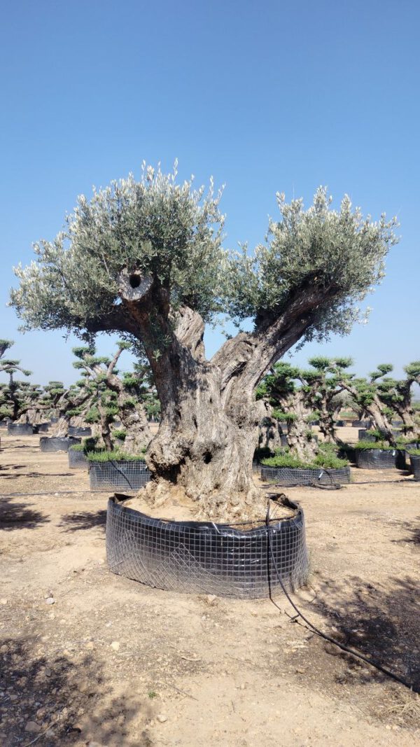 ONR19 Olea Europaea Natural centennial specimen de 260/280 Ø