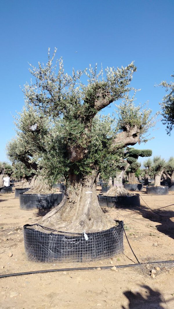 ONR22 Olea Europaea Natural centennial specimen de 280/300 Ø