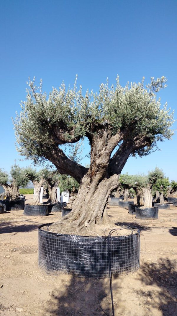 ONR24 Olea Europaea Natural centennial specimen de 280/300 Ø