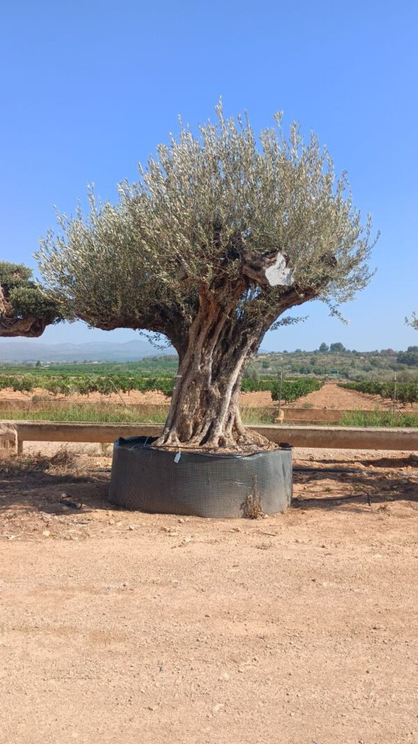 ONR27 Olea Europaea Natural centennial specimen de 300/+ Ø