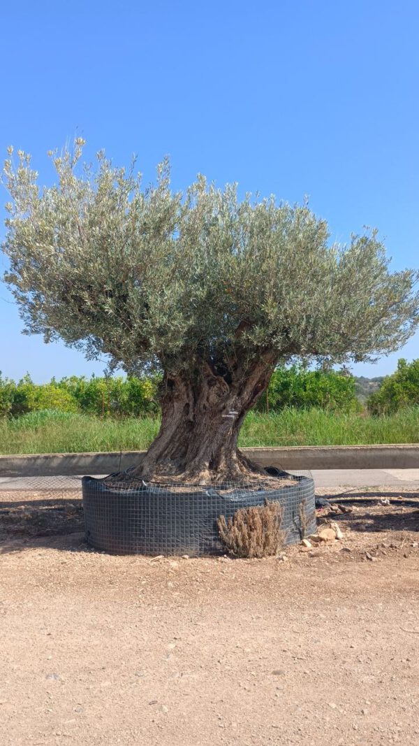 ONR28 Olea Europaea Natural centennial specimen de 300/+ Ø