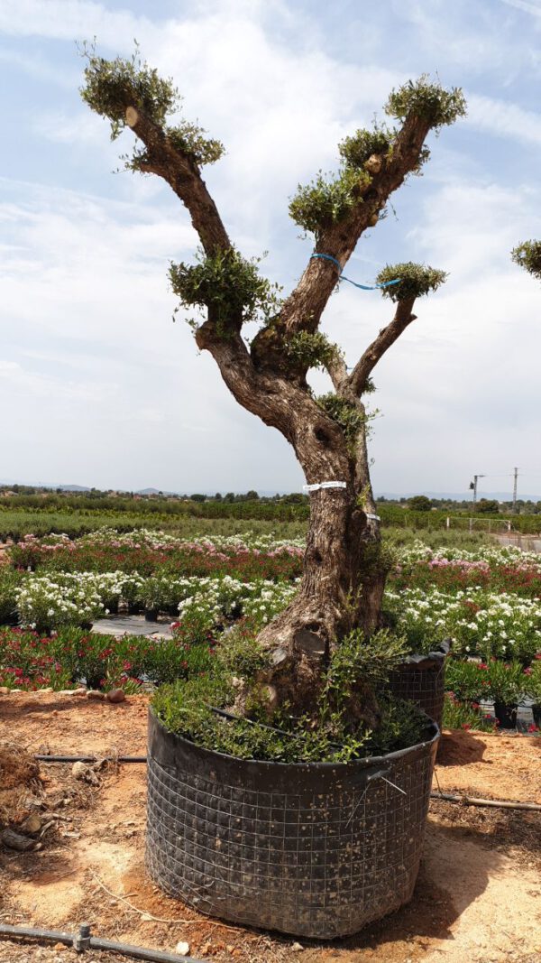 OPMAR02 Olea Europaea pompon from trunk base de 100/120 Ø