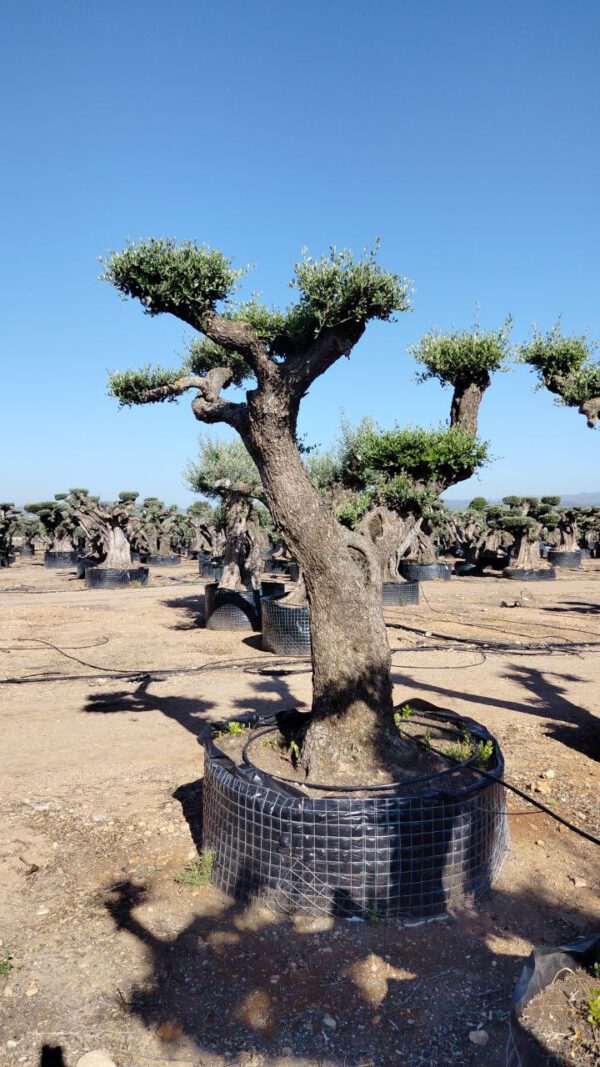 OPR02 Olea Europaea pompon centennial specimen de 100/120 Ø