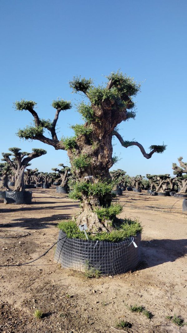 OPR07 Olea Europaea pompon centennial specimen de 120/160 Ø