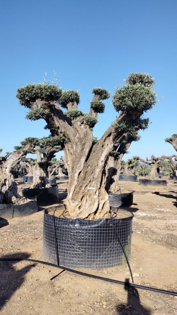 OPR15 Olea Europaea pompon centennial specimen de 160/180 Ø