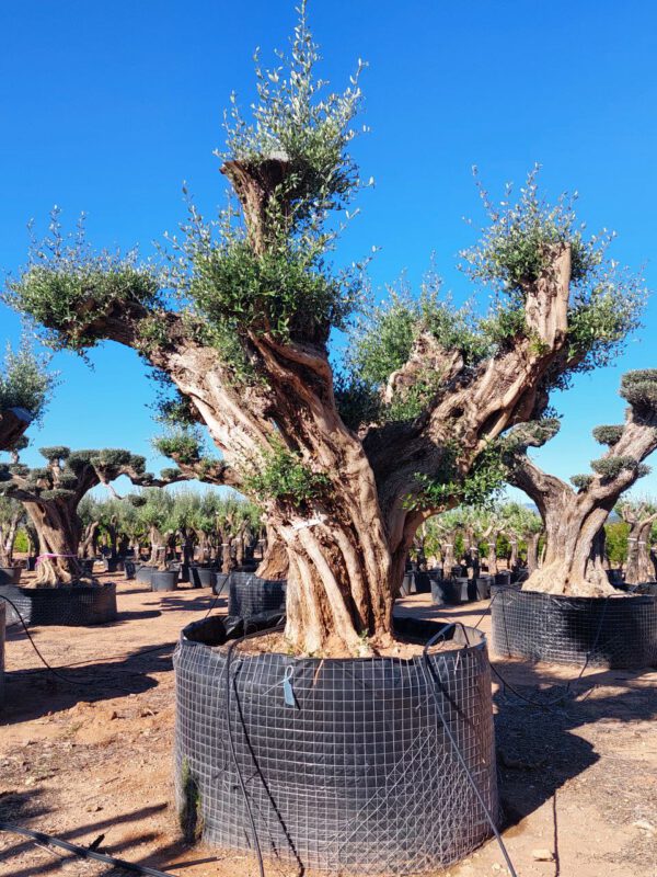 OPR17 Olea Europaea pompon centennial specimen de 160/180 Ø