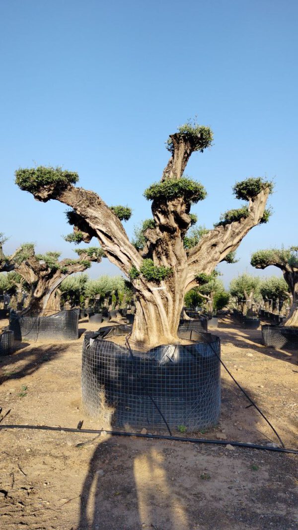 OPR18 Olea Europaea pompon centennial specimen de 180/200 Ø