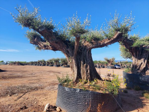 OPR25 Olea Europaea pompon centennial specimen de 180/200 Ø