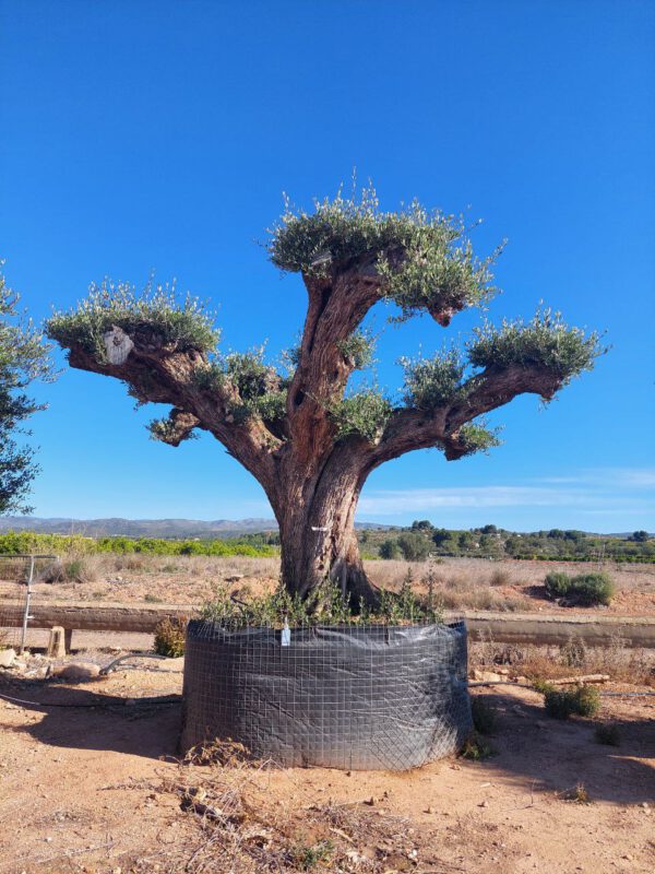 OPR26 Olea Europaea pompon centennial specimen de 180/200 Ø