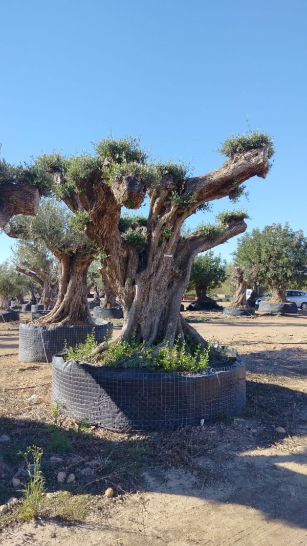 OPR27 Olea Europaea pompon centennial specimen de 200/250 Ø