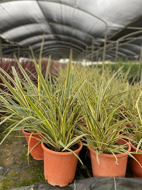 PH10WG Phormium Tenax Wings of gold de -