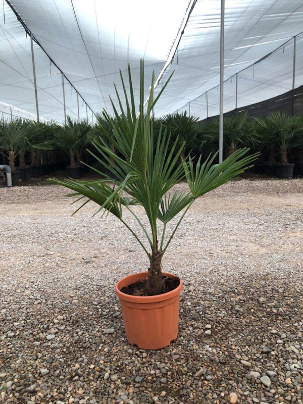 TF06 Trachycarpus Fortuneii Simple trunk de  -