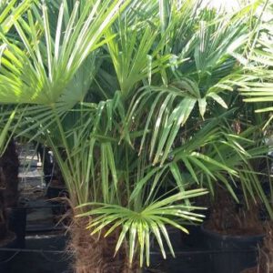 Trachycarpus Fortunei Multitronco