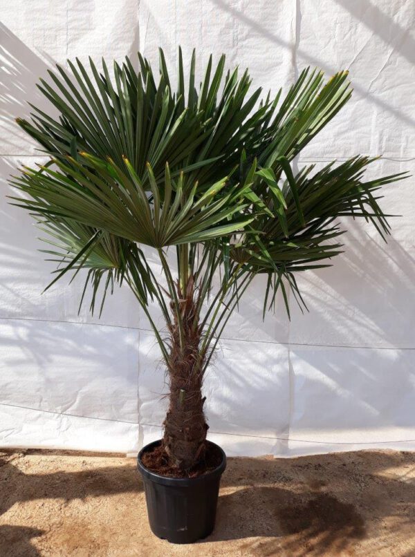 TFT50 Trachycarpus Fortuneii Simple trunk de 50/60 ↕