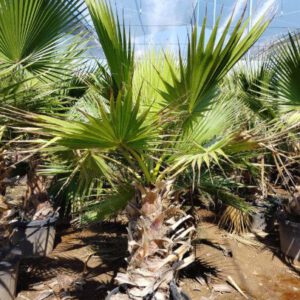 Washingtonia Multi-tronco