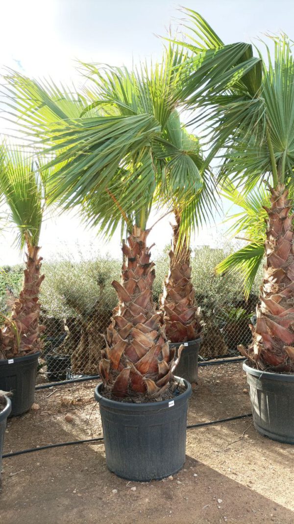 WH100 Washingtonia robusta Simple trunk de 100/120 ↕