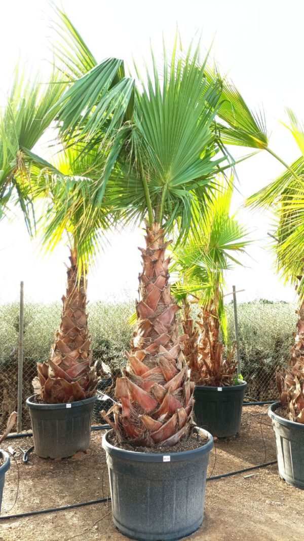 WH120 Washingtonia robusta Simple trunk de 120/140 ↕