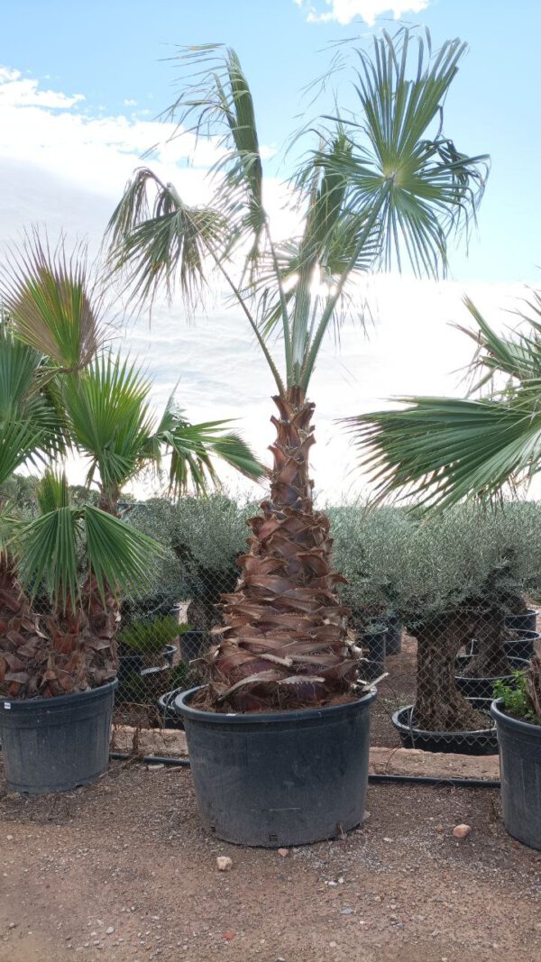 WH140 Washingtonia robusta Simple trunk de 140/160 ↕