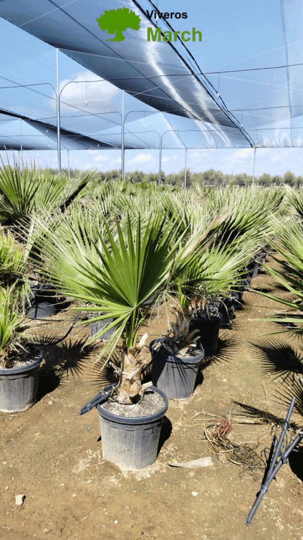 WH20 Washingtonia robusta Simple trunk de 15/20 ↕