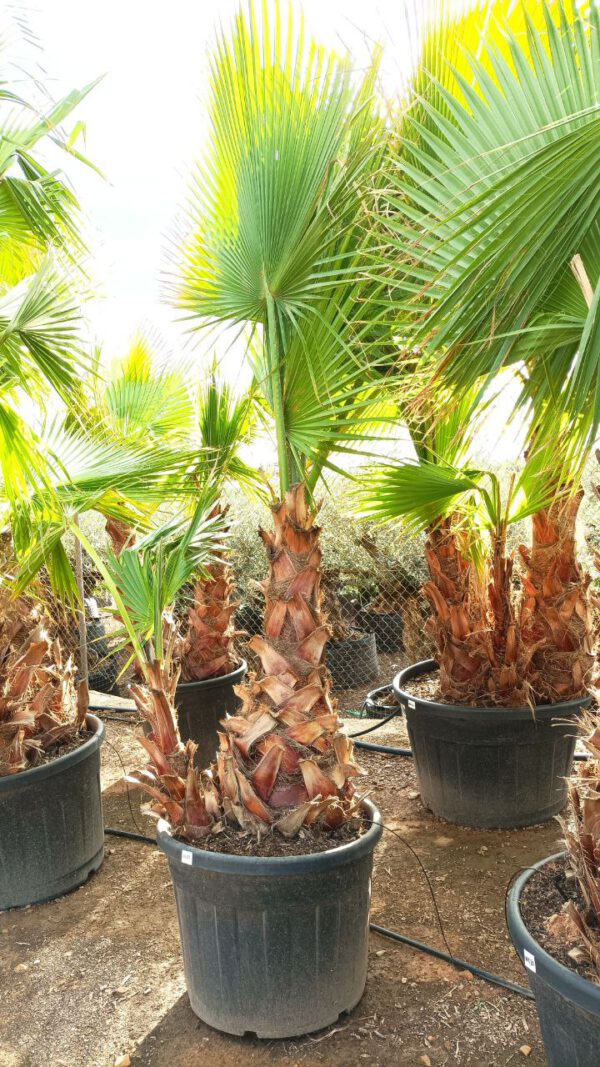 WH80 Washingtonia robusta Simple trunk de 80/100 ↕