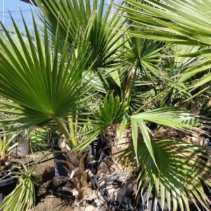 Washingtonia Tronco Doble