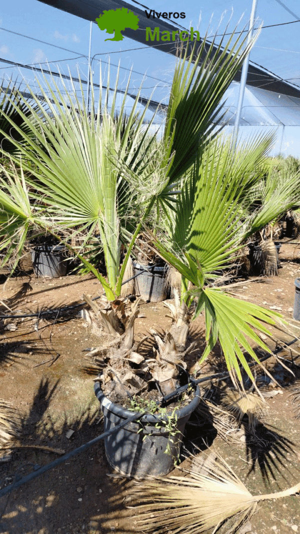 WHD35 Washingtonia robusta Double trunk de -