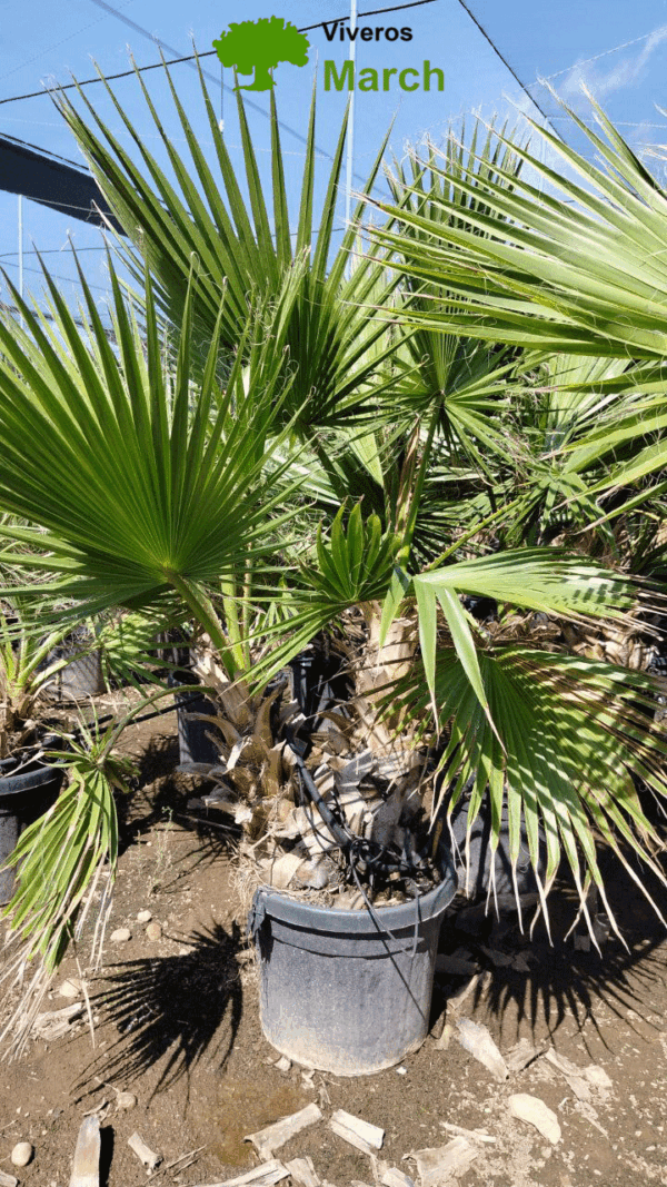 WHD45 Washingtonia robusta Double trunk de -