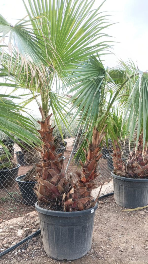 WHD80 Washingtonia robusta Double trunk de 80/100 ↕