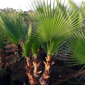 Washingtonia Tronco Simple