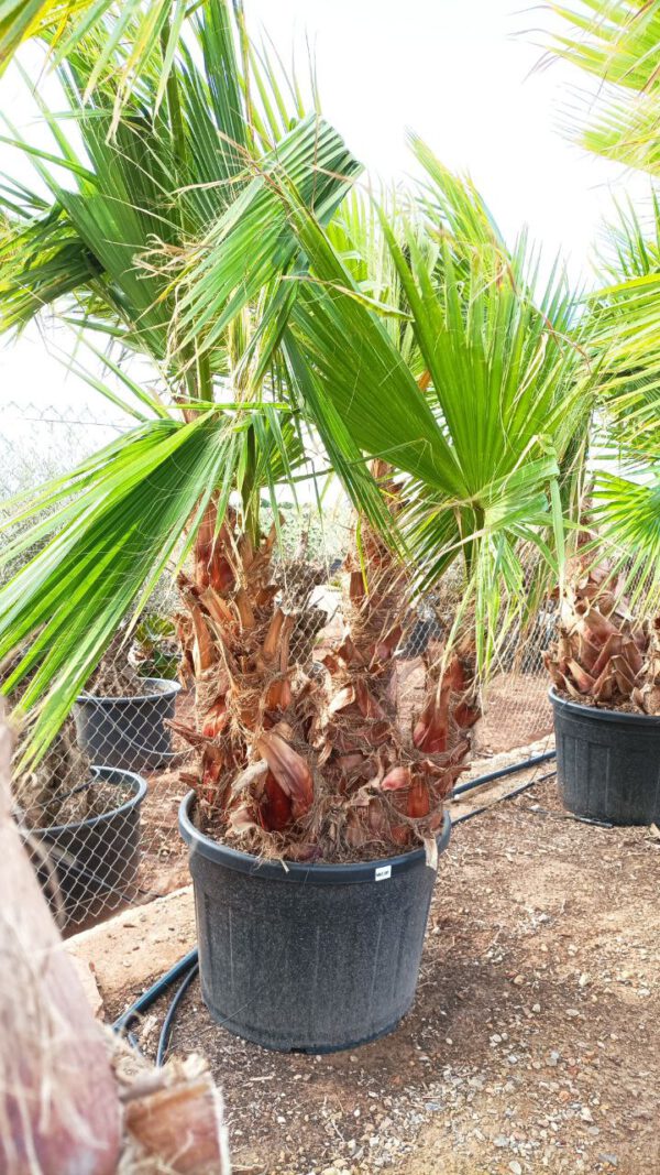 WHM100 Washingtonia robusta Multitrunk de 100/120 ↕