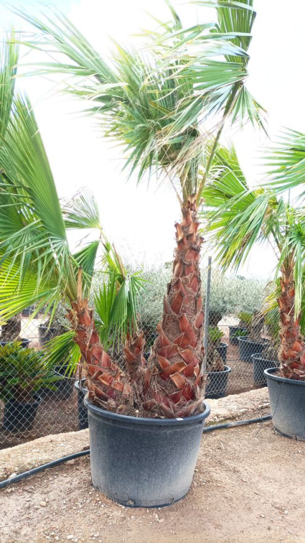 WHM120 Washingtonia robusta Multitrunk de 120/140 ↕