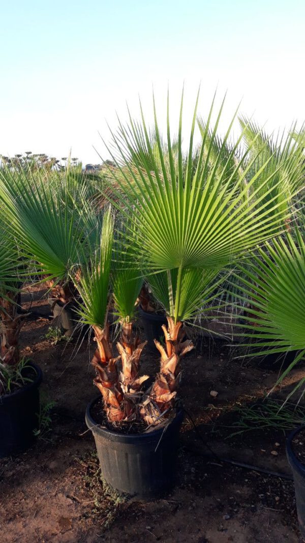 WHM45 Washingtonia robusta Multitrunk de -